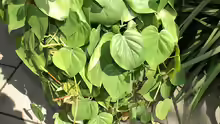 Philodendron hederaceum