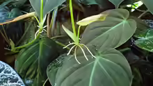 Philodendron micans
