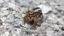 Phlegra fasciata