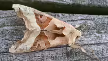 Phlogophora meticulosa