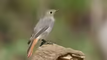 Phoenicurus ochruros
