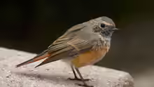 Phoenicurus phoenicurus