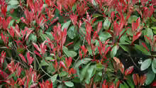 Photinia davidiana