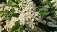 Photinia villosa
