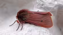 Phragmatobia fuliginosa