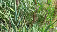 Phragmites australis