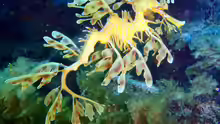Phycodurus eques