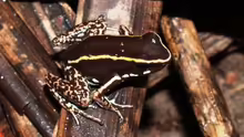 Phyllobates lugubris