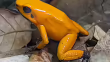 Phyllobates terribilis