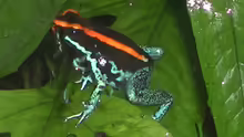 Phyllobates vittatus