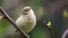 Phylloscopus collybita