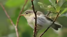 Phylloscopus trochilus