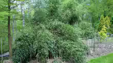 Phyllostachys aureosulcata