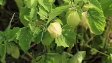Physalis pruinosa