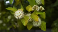 Physocarpus opulifolius