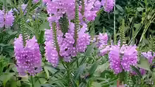 Physostegia virginiana