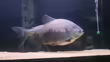 Piaractus brachypomus