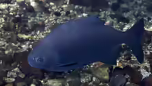 Piaractus mesopotamicus