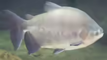 Piaractus