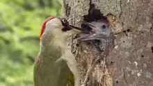 Picus viridis