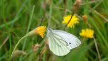 Pieris brassicae