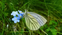 Pieris bryoniae