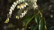 Pieris floribunda
