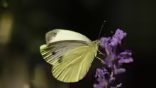 Pieris mannii