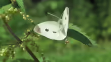 Pieris rapae