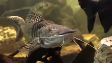 Pimelodidae
