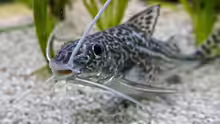 Pimelodus pictus