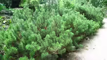 Pinus mugo var. pumilio
