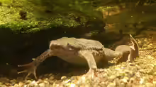 Pipa parva