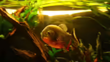 PIRANHA