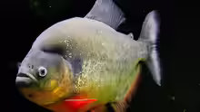 Piranhas: Pygocentrus Cariba Habitat
