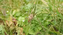 Pisaura mirabilis