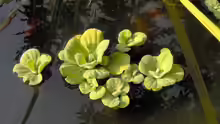 Pistia stratiotes