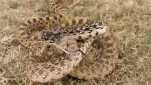 Pituophis catenifer