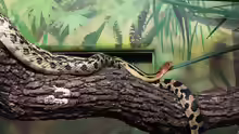 Pituophis deppei