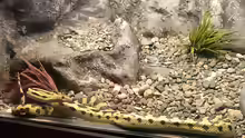 Pituophis lineaticollis