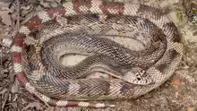 Pituophis melanoleucus