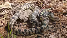 Pituophis ruthveni