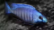 Placidochromis electra - Männchen