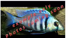 Placidochromis electra (example)