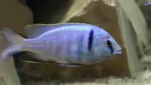 Placidochromis-Arten