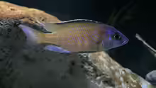Placidochromis mbamba bay