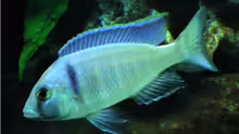 Placidochromis elektra