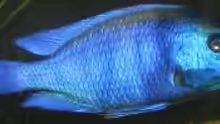 Placidochromis gisseli Männchen
