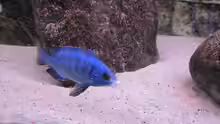 Placidochromis Mdoka