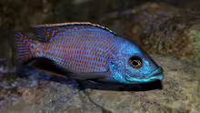 Placidochromis milomo ´Mbenji´